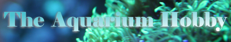 The Aquarium Hobby