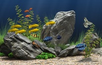 chichlid fish tank